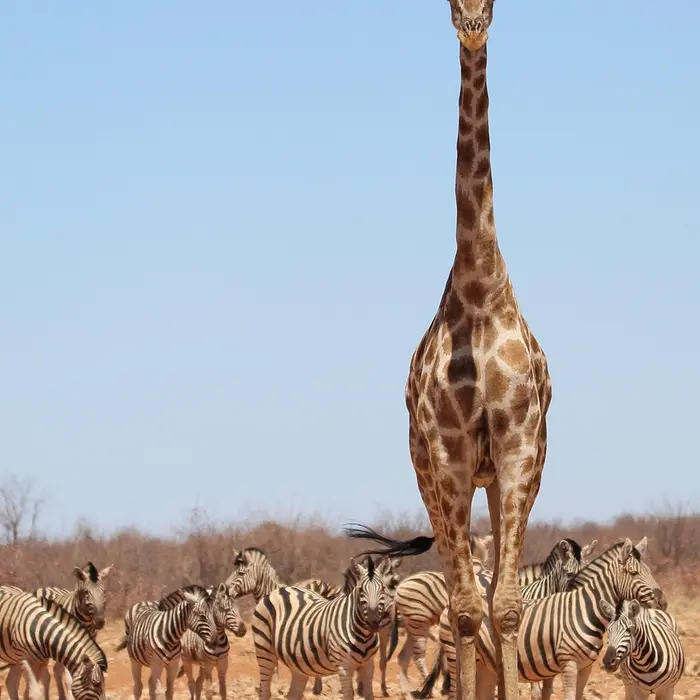 Photo safari, girafe et zèbres